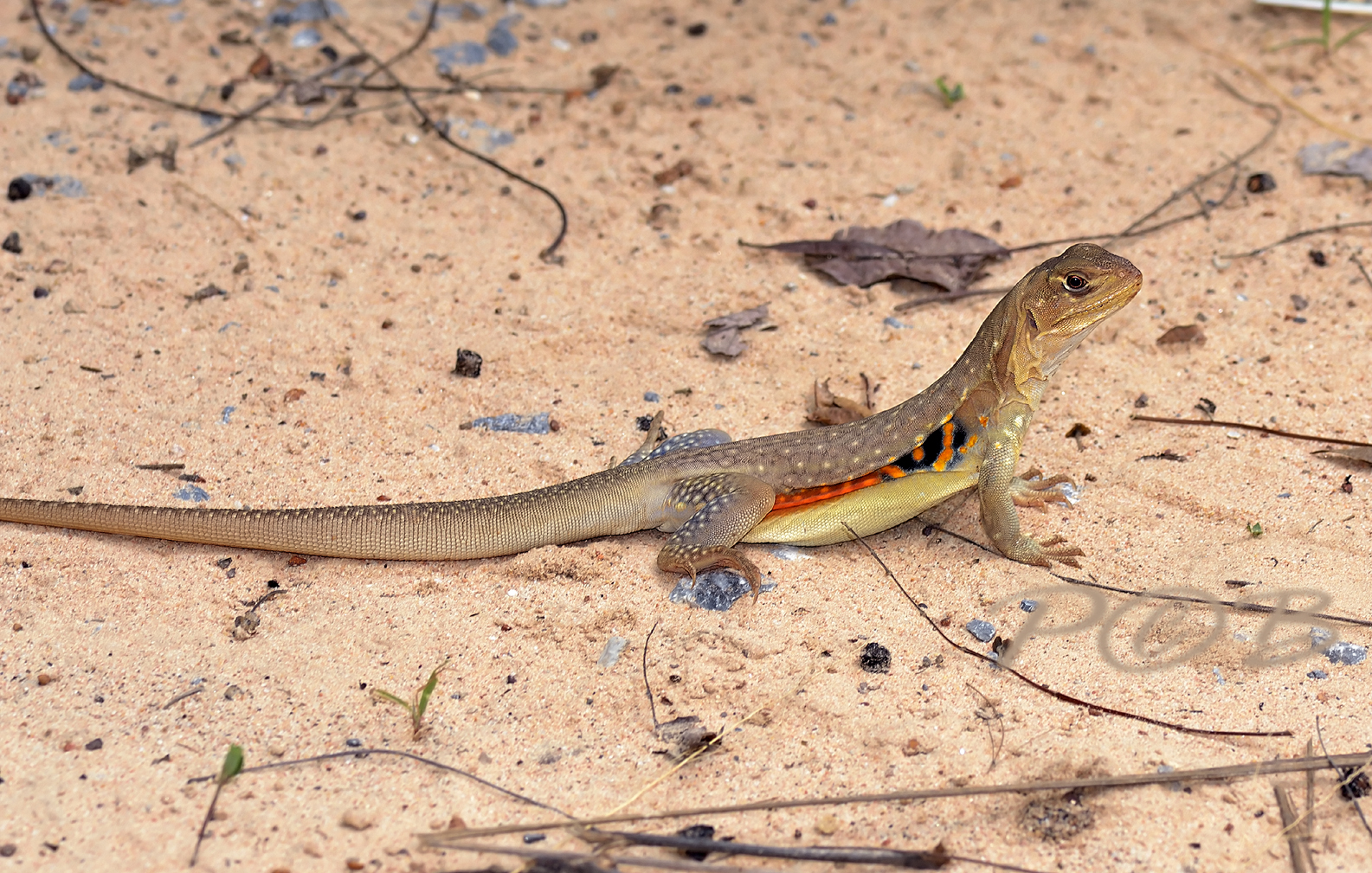 Vlinderhagedis, Butterfly lizard, Leiolepis reevesii ssp. rubritaeniata