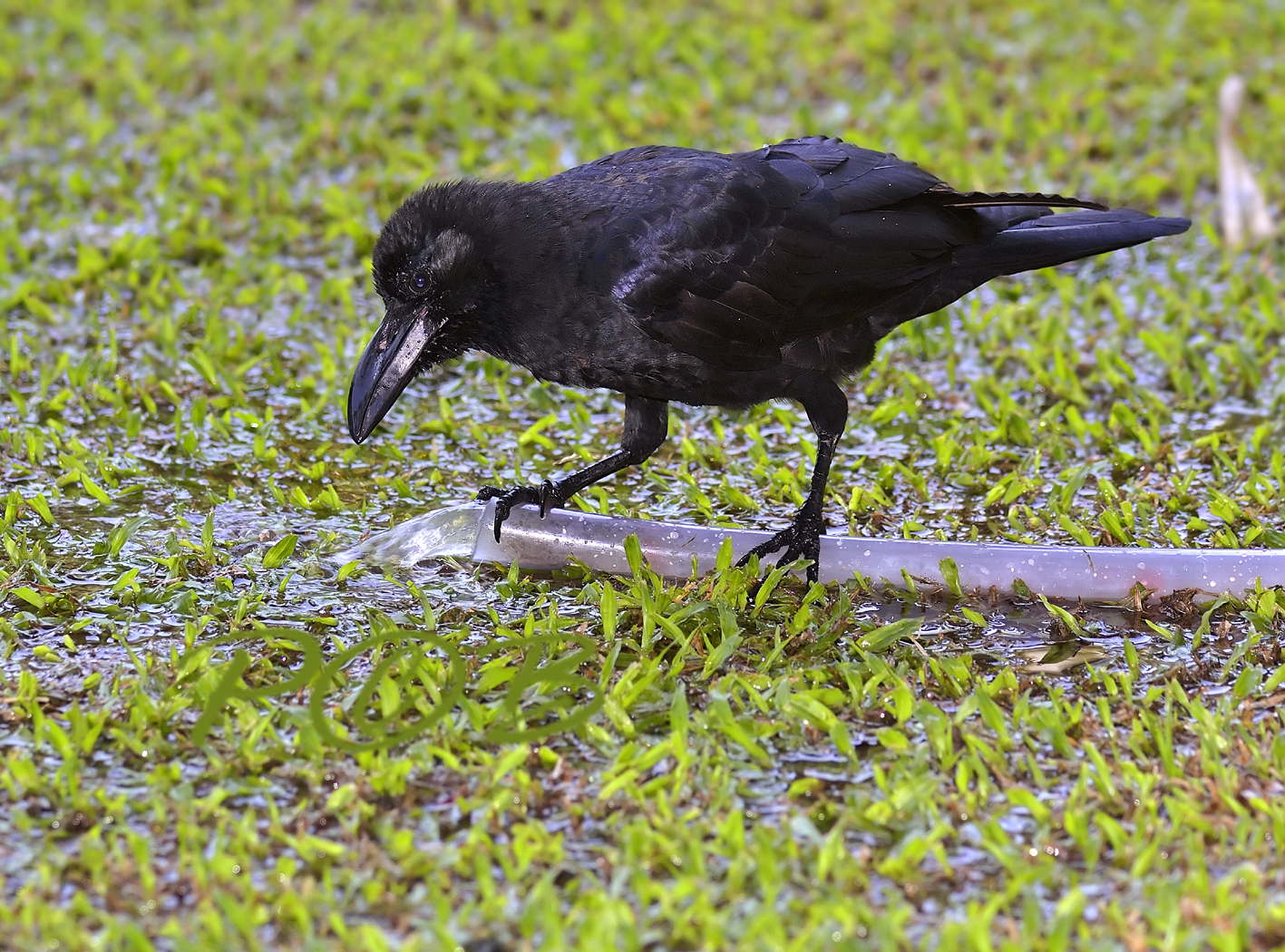 Thick-billed crow, Corvus macrorhynchos ssp. levaillantii