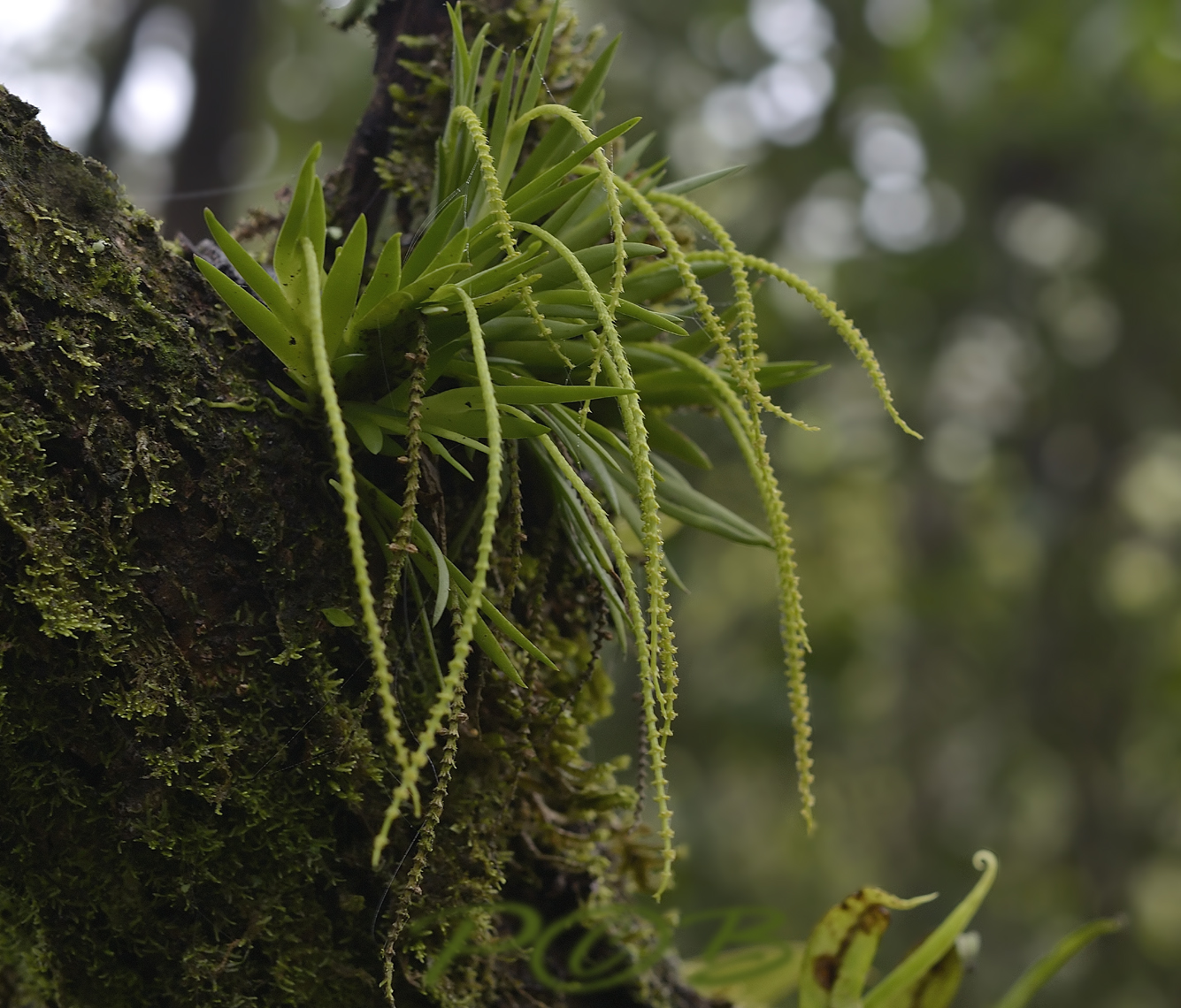 Oberonia brachystachys