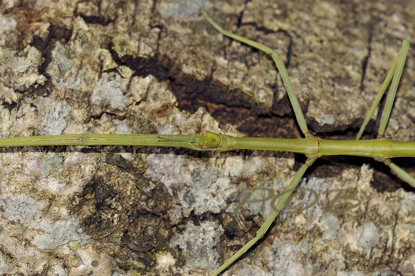 Stick insect