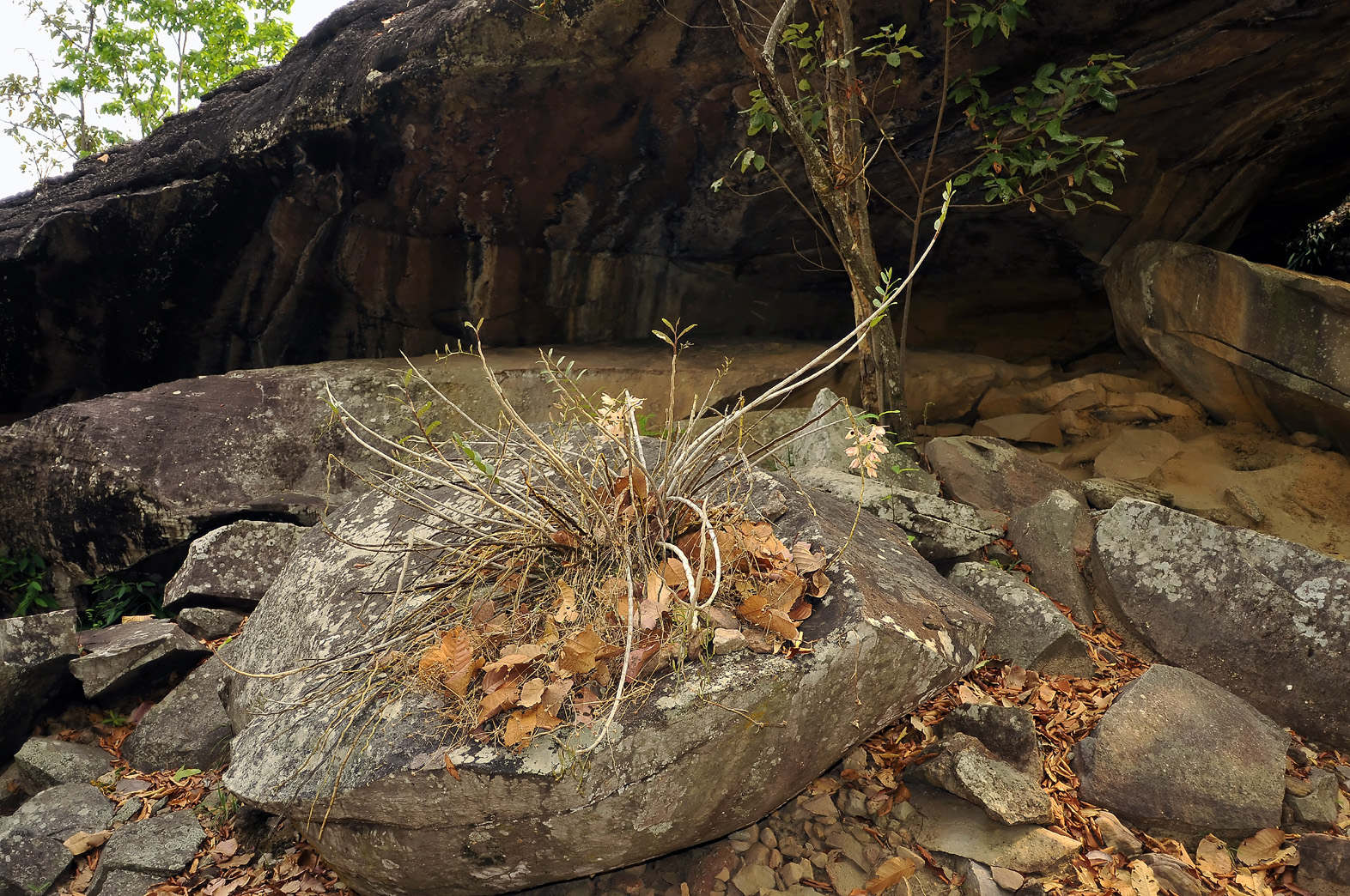 Orchidrock, shade 26 celcius but Dendr. pulchellum can also stand full sun and 40 celsius