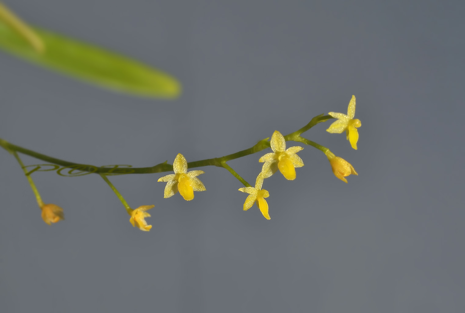 Platystele ovatilabia, flowers 2-3 mm