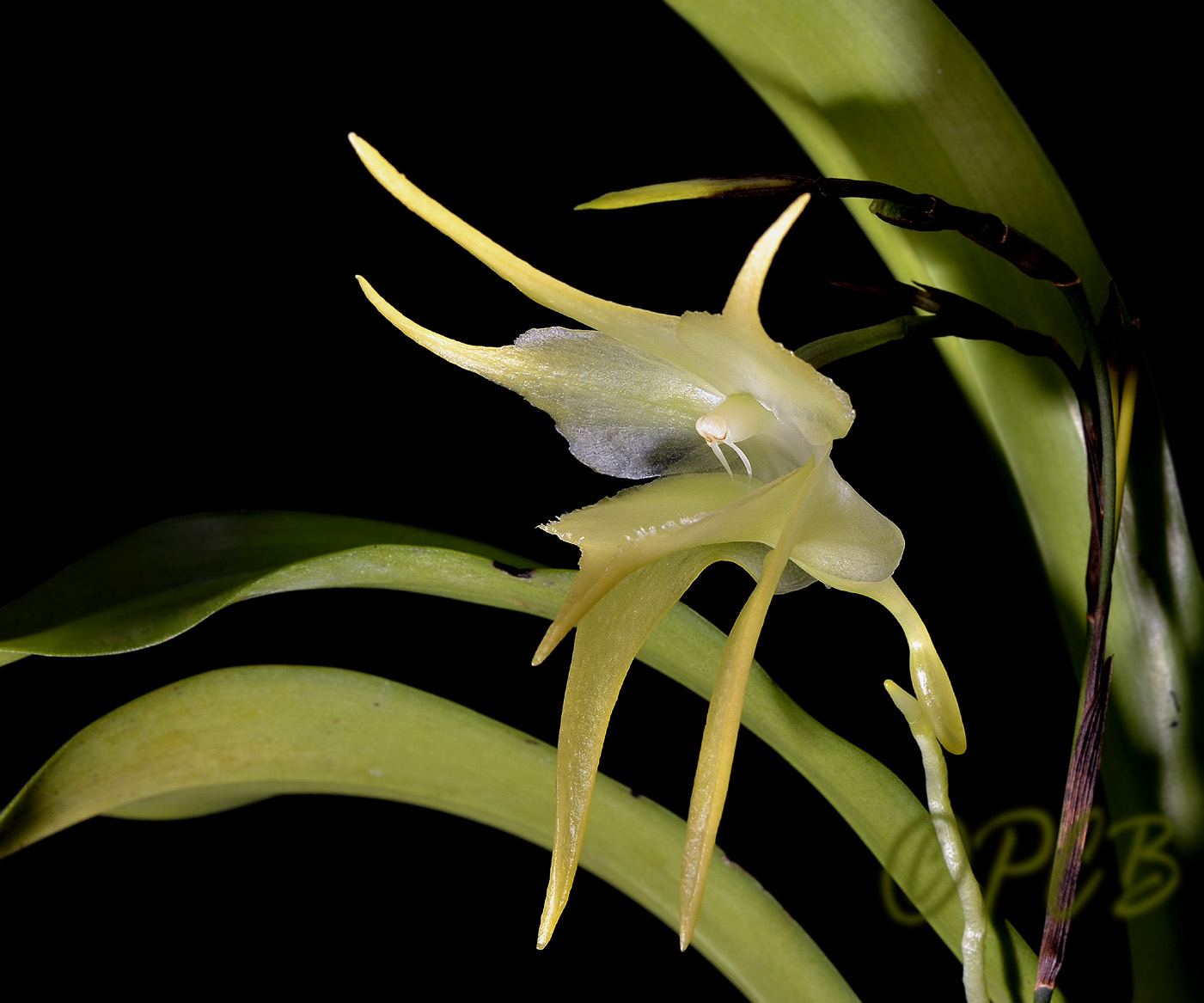 Aerananthes grandiflora