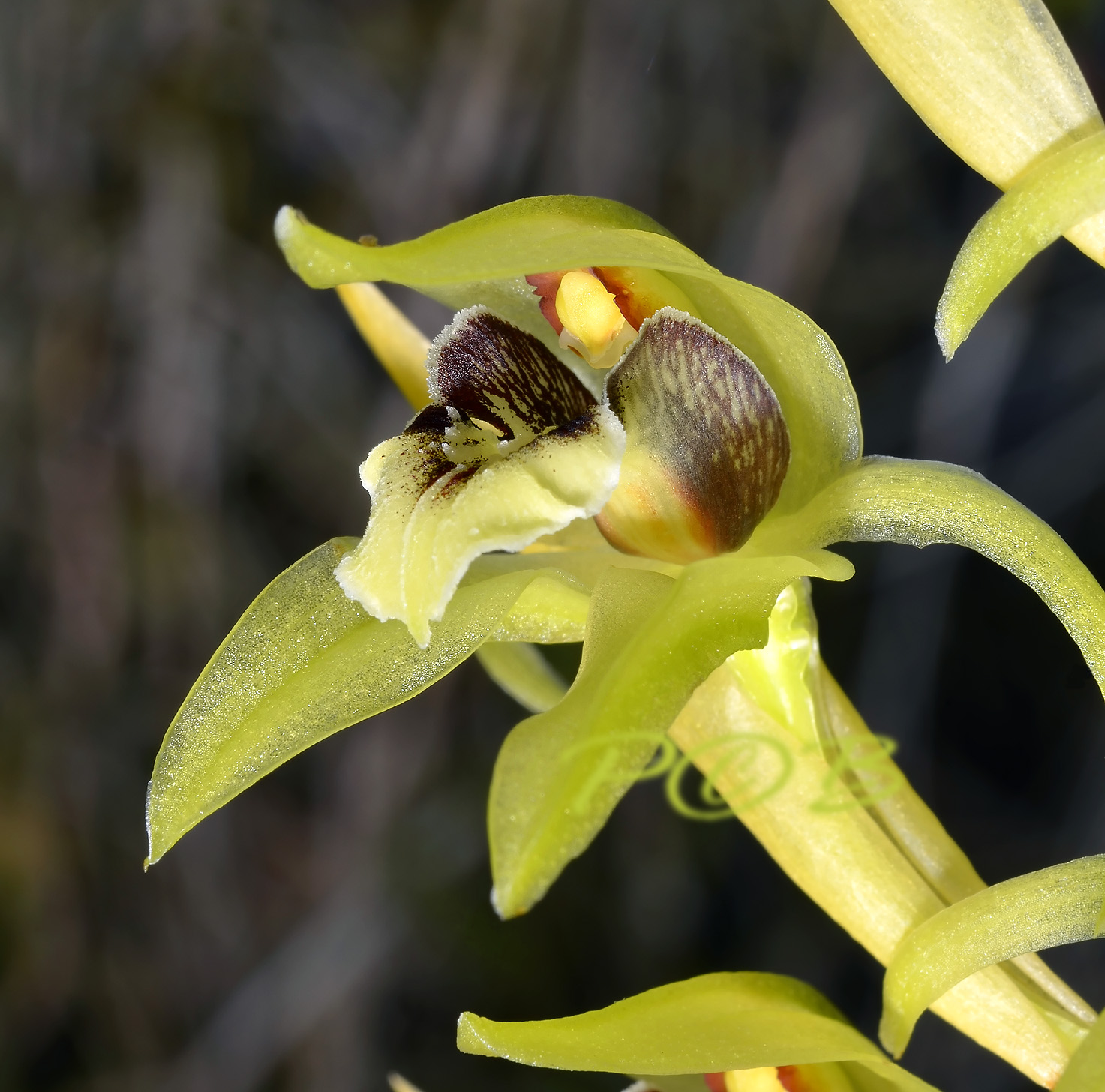 Coelogyne chlorophaea, 4 cm