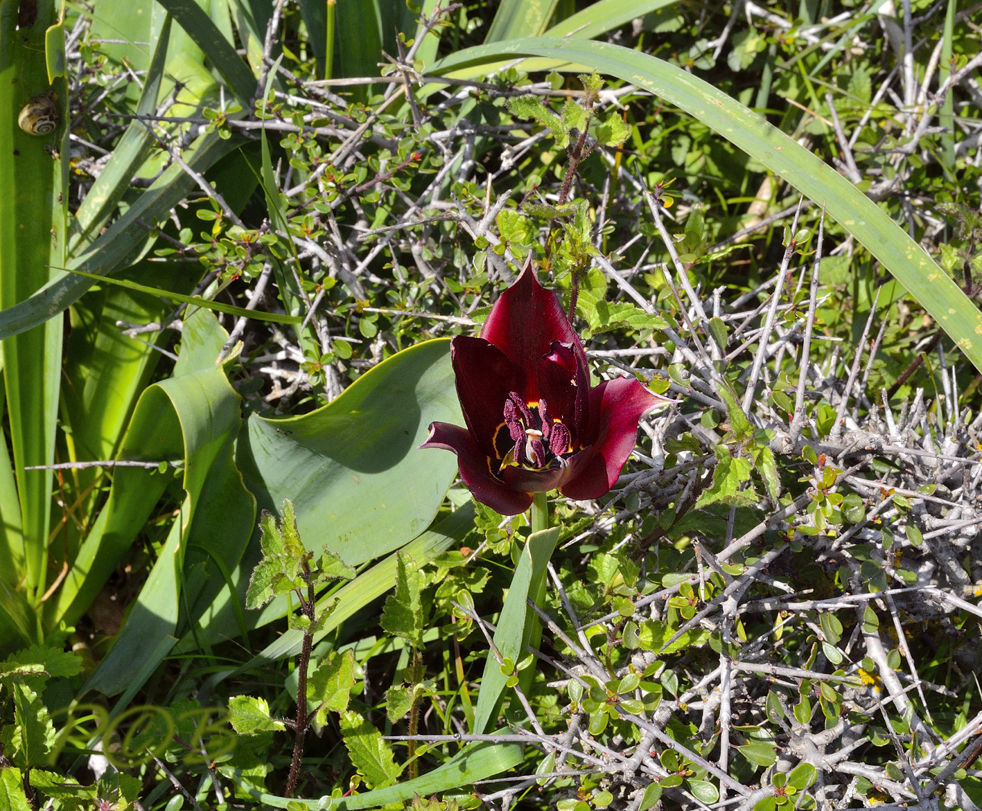 Tulipa cypria