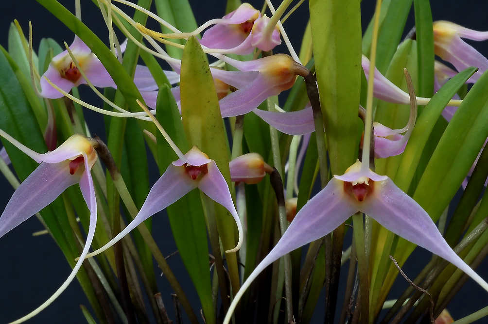 Masdevallia lilacina 5 cm