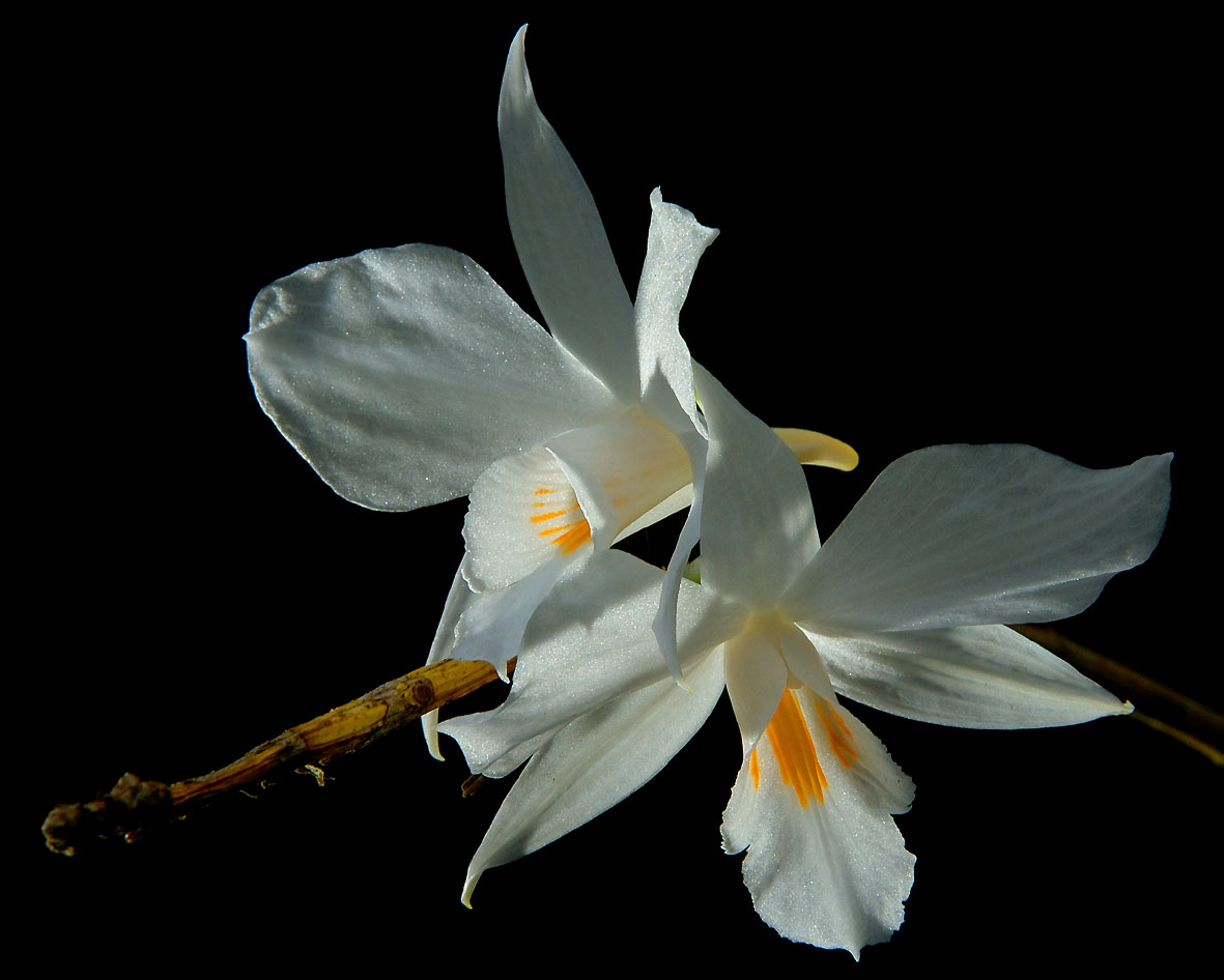 Dendrobium infundibulum, Ueang Ta Hoen,  flowers 8 cm