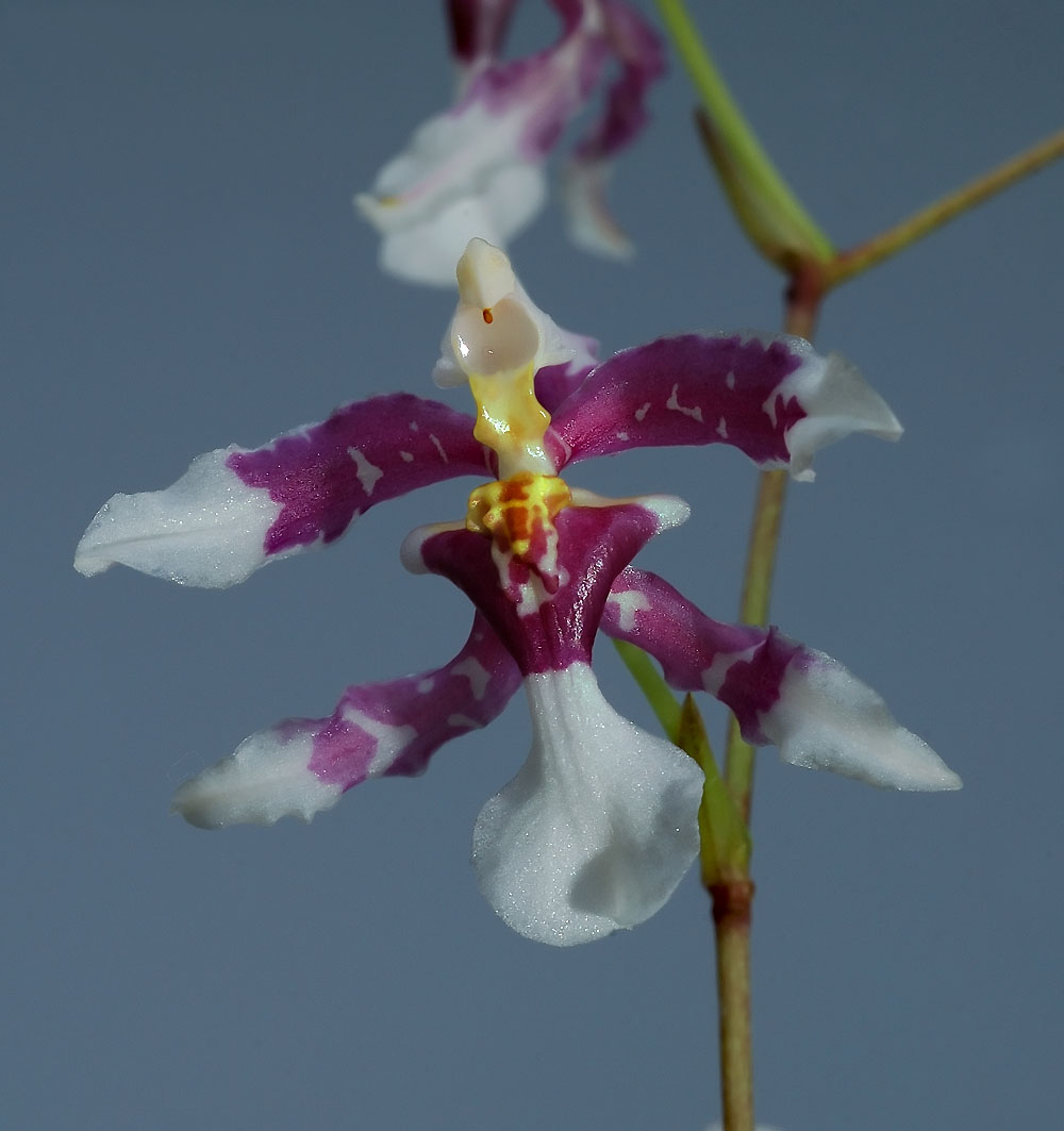 Oncidium incurvum, flower 1 cm