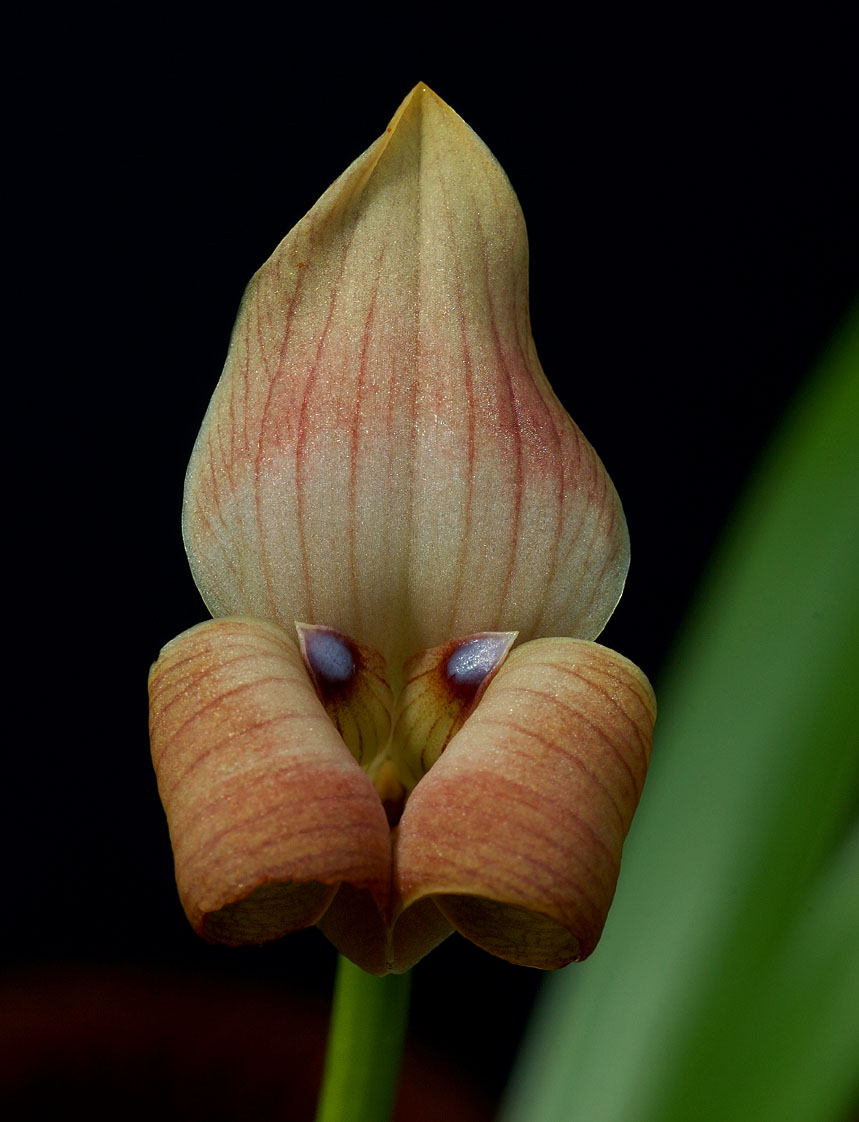 Trigonidium egertonianum ,  height 3 cm