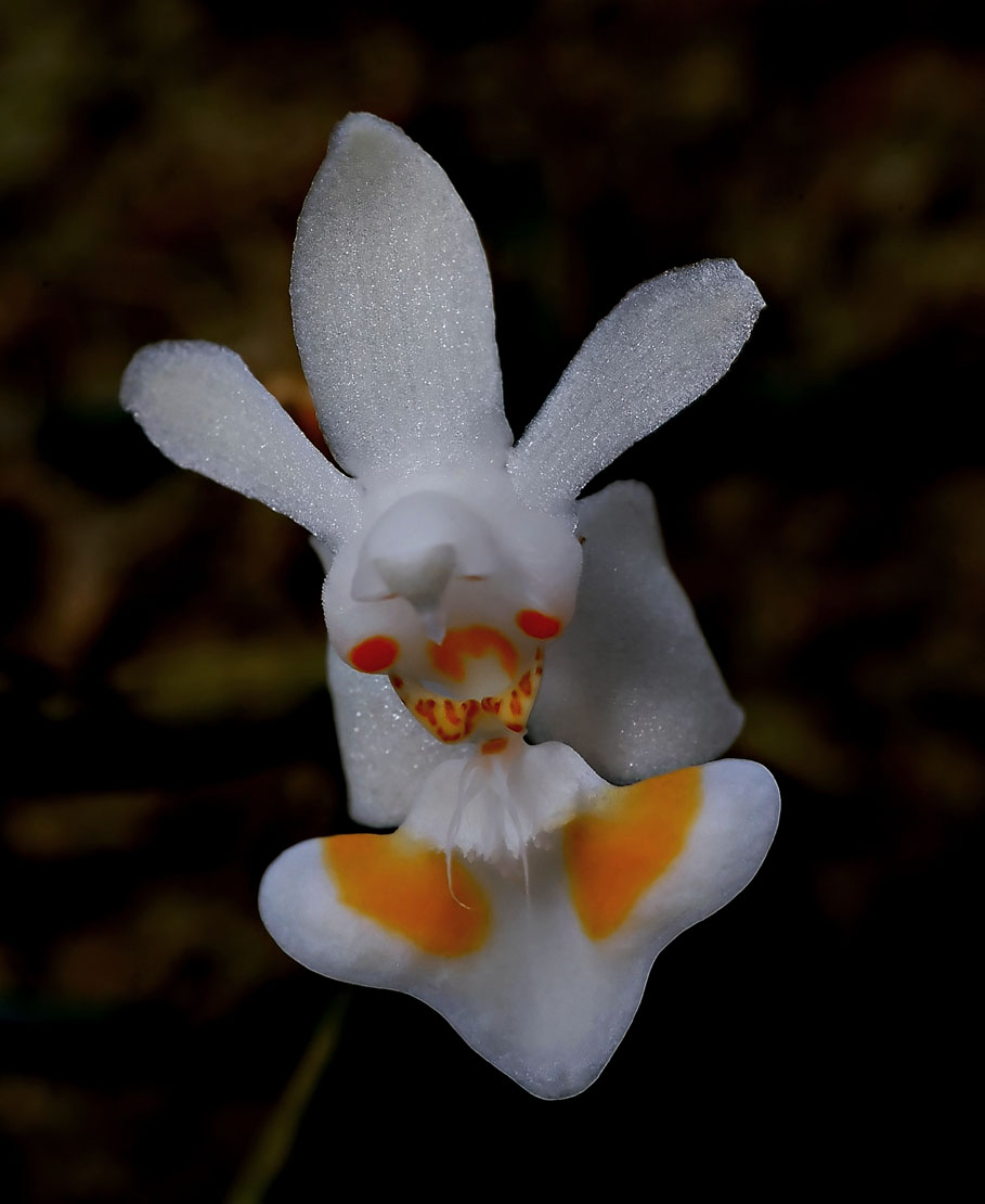 Phalaenopsis gibbosa, botanic ,  1 cm