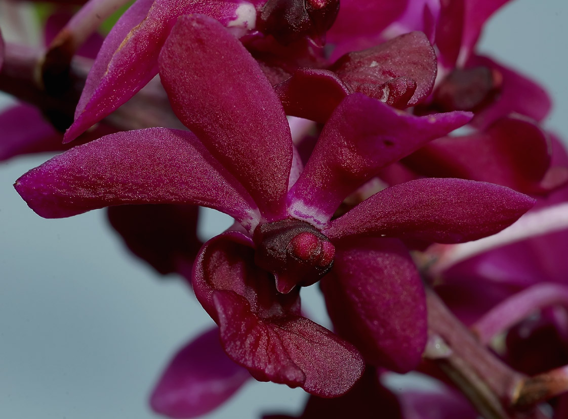 Rhynchostylis gigantea rubrum, botanic  Thailand