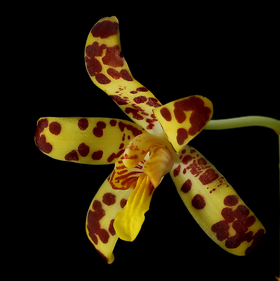 Ansellia africana