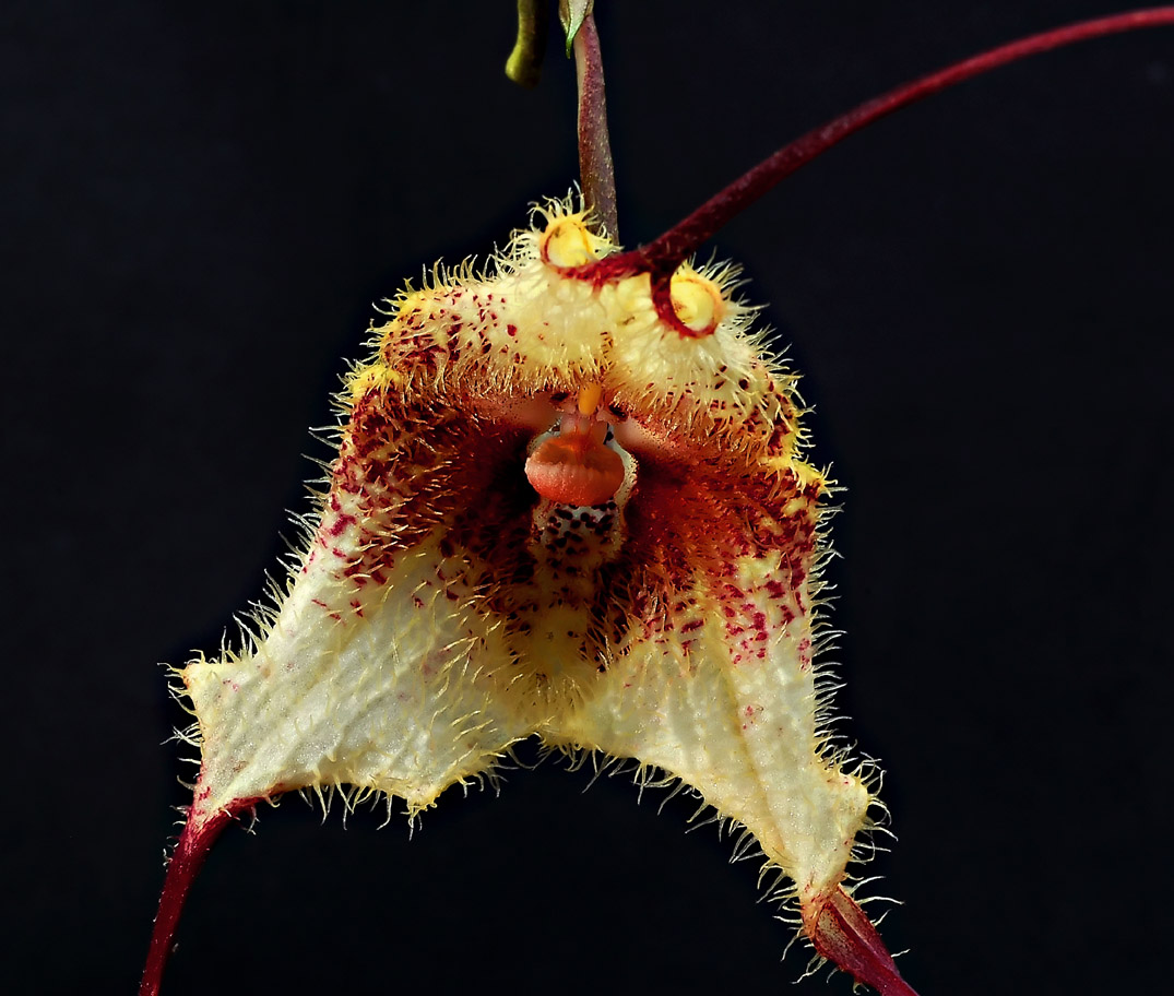 Dracula bellerophon, 10 cm