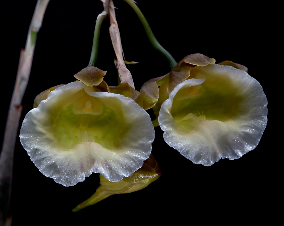 Galeandra sp.