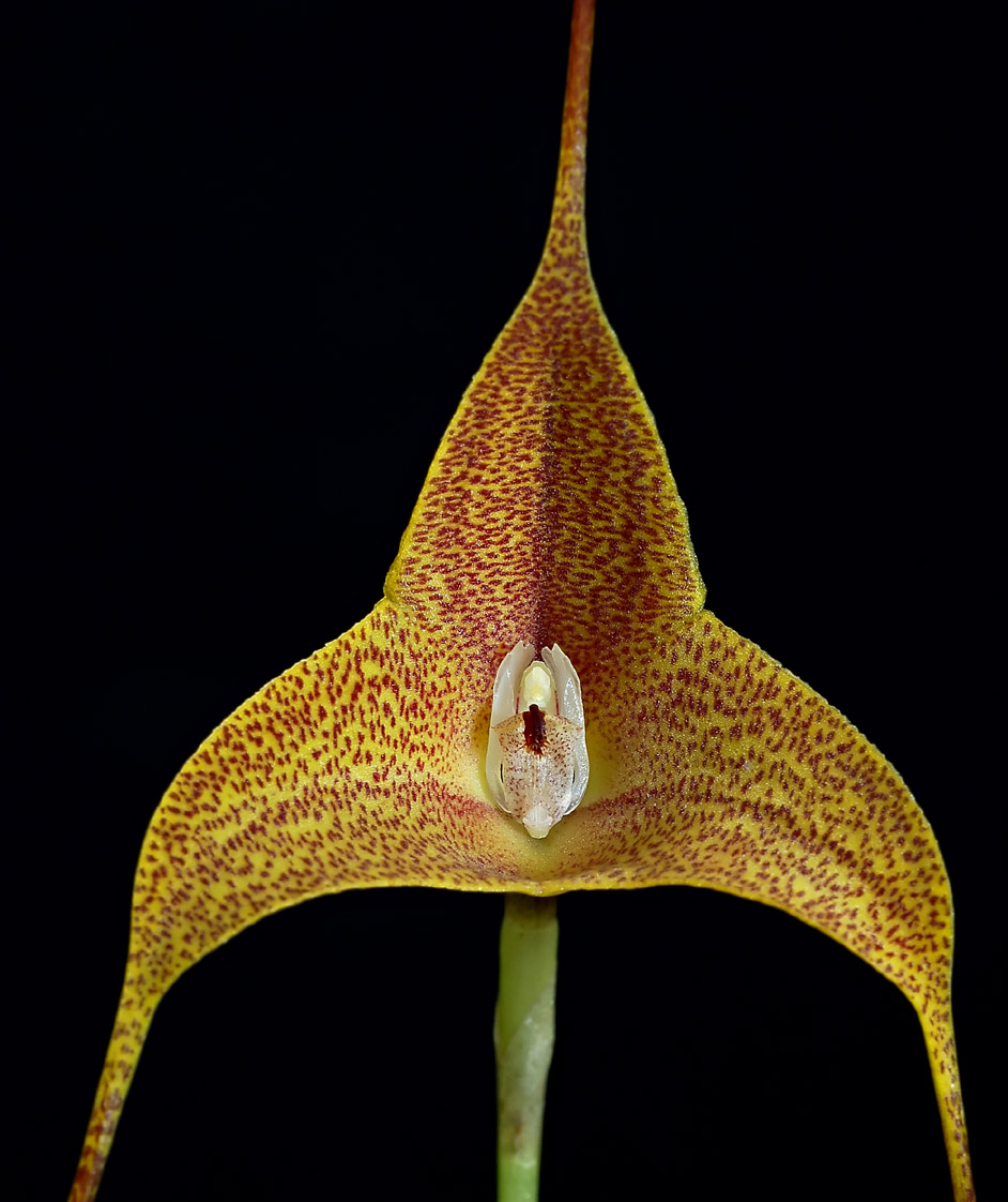 Masdevallia  instar,  close  4 cm