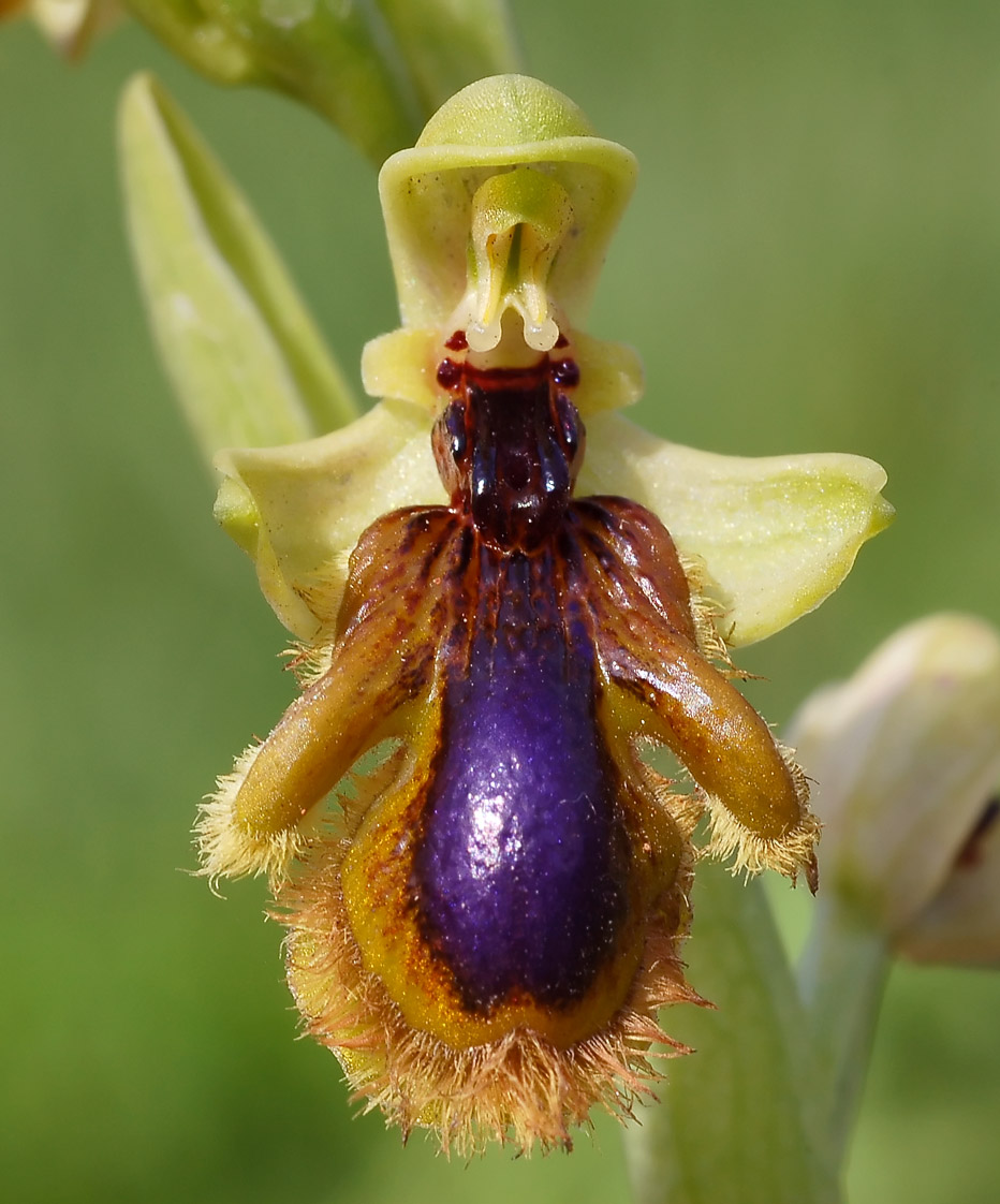 Spiegelorchis, Ophrys speculum ssp. lusitanica