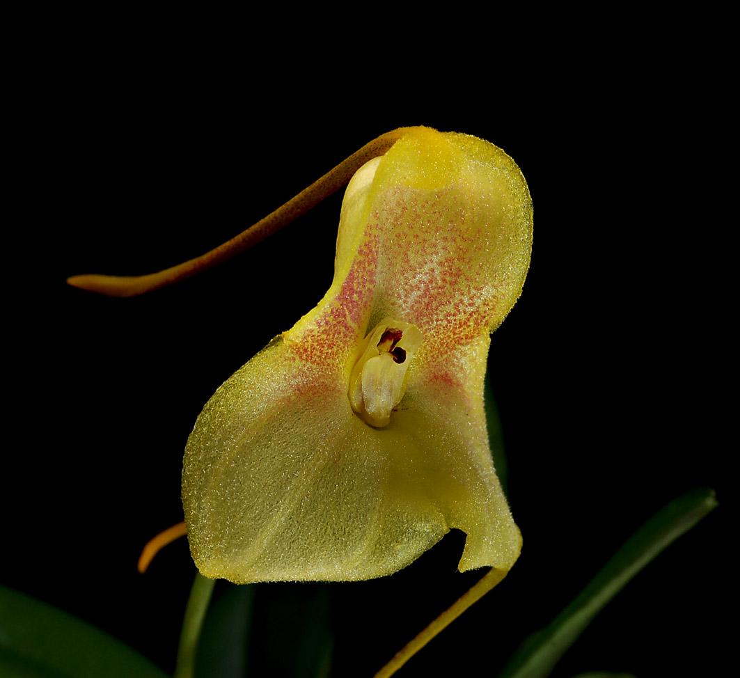 Masdevallia asterotricha , botanic , 3 cm