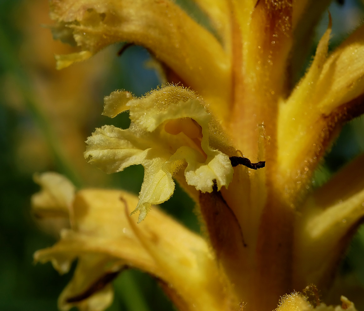 Orobanche lutea f. pallens