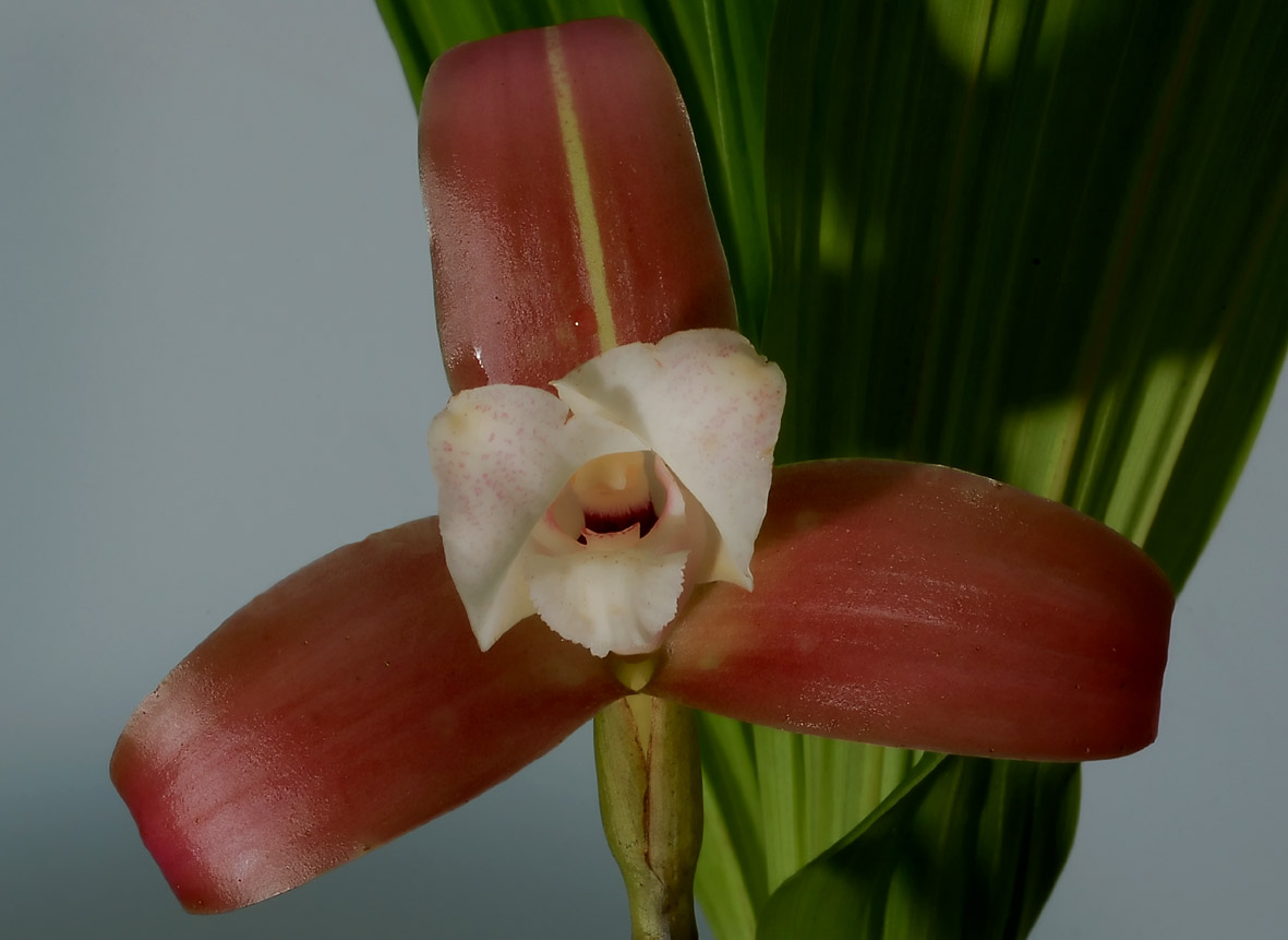 Lycaste macrophylla