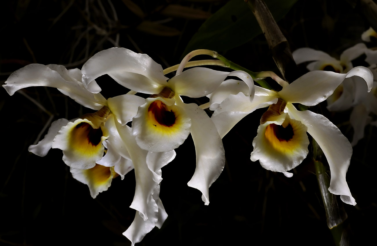 Dendrobium signatum,  Ueang Kham Kiu