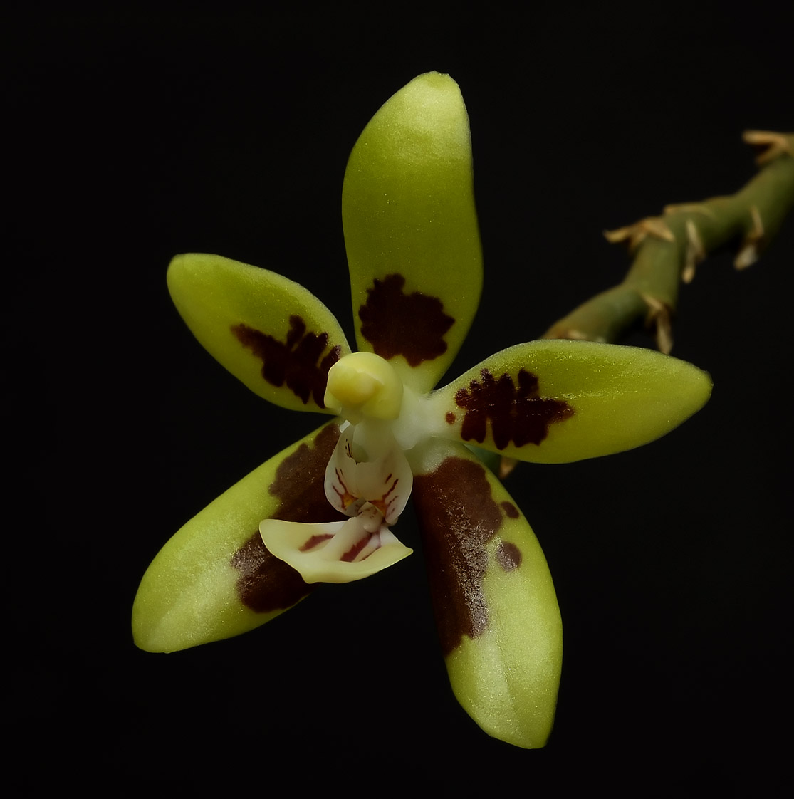 Phalaenopsis kunstlerii, botanic, 5 cm
