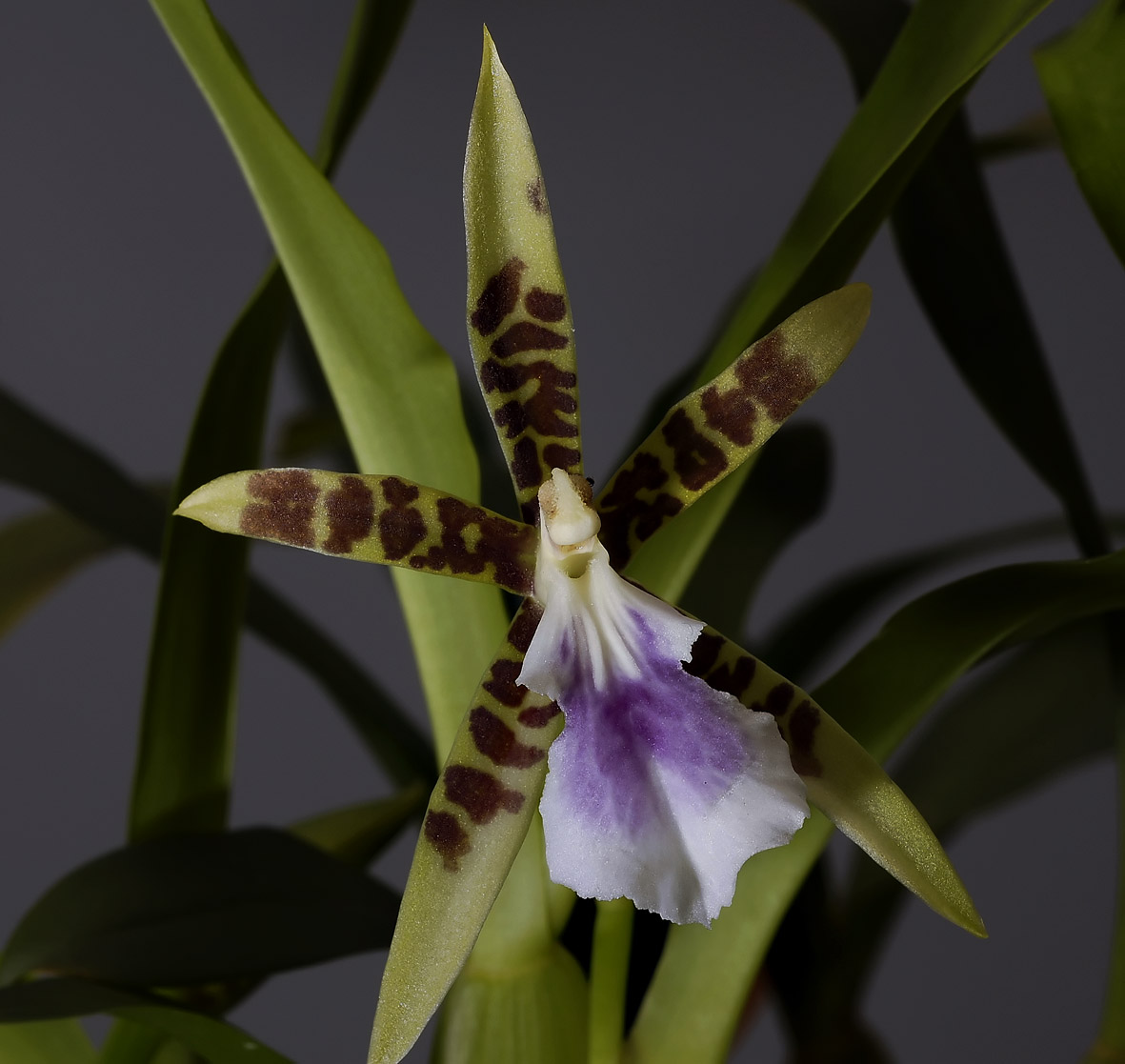 Aspasia lunata