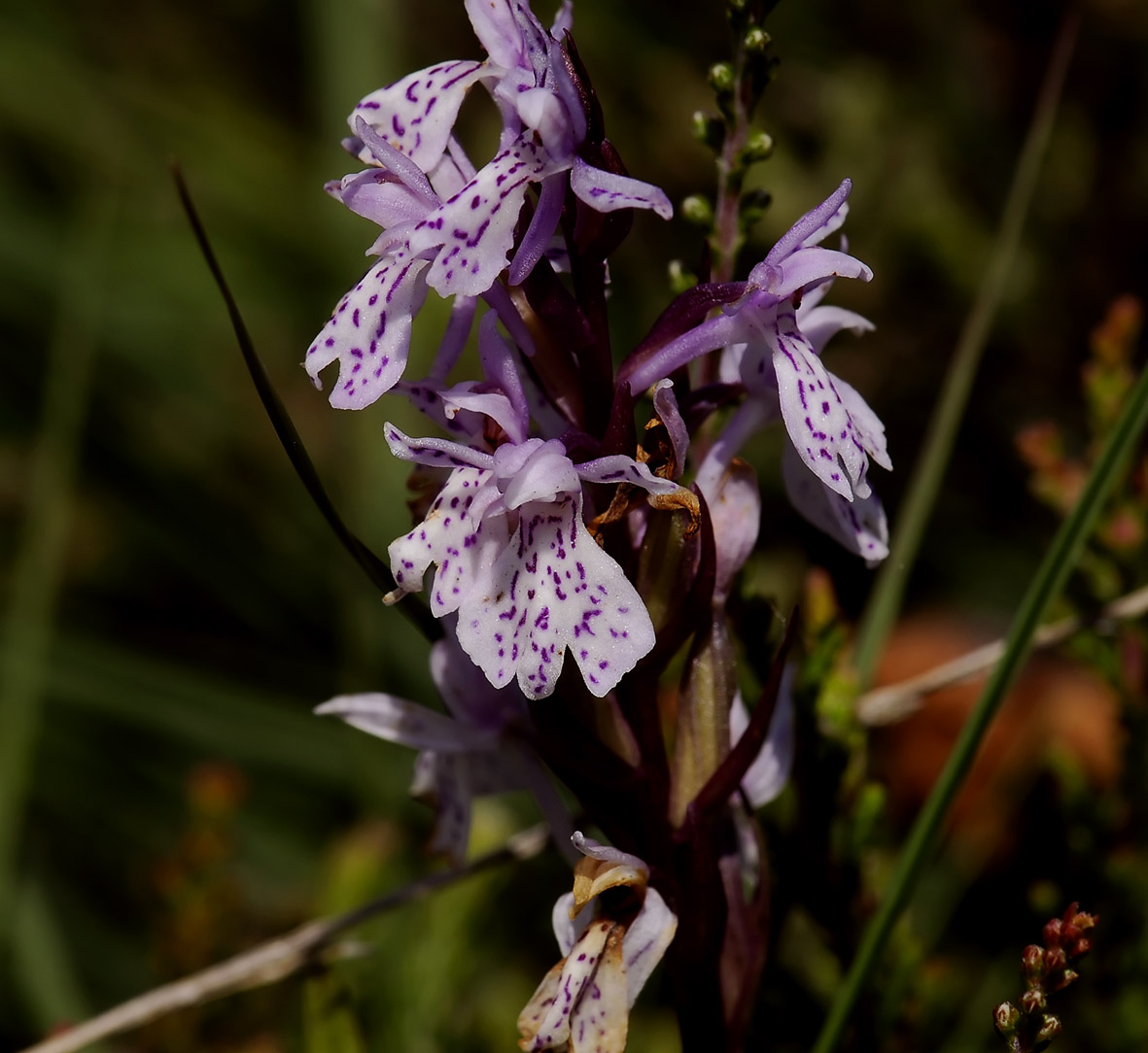 Elodes op de Veluwe