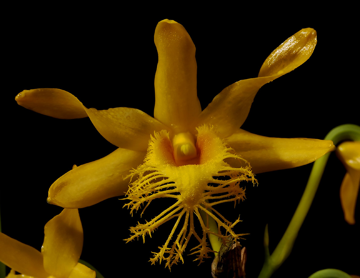 Dendrobium brymerianum, Ueang Kham Foi Pai