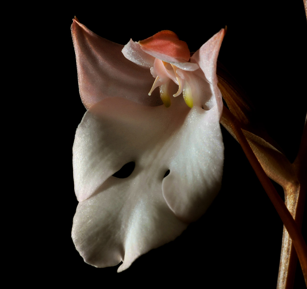 Habenaria as previous.  Thailand