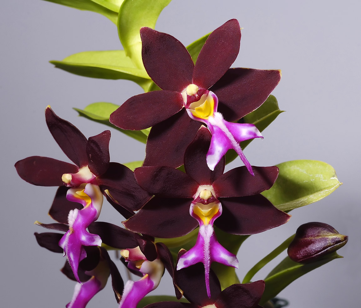 Trichoglottis brachiata, botanic, flowers 5 cm