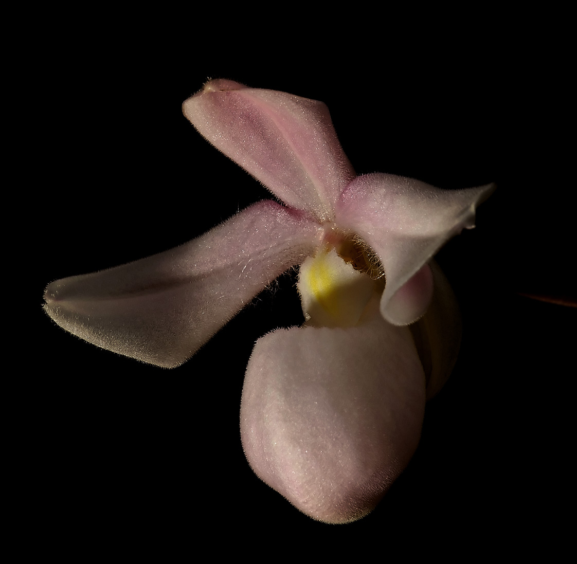 Phragmipedium andreettae,  3 cm