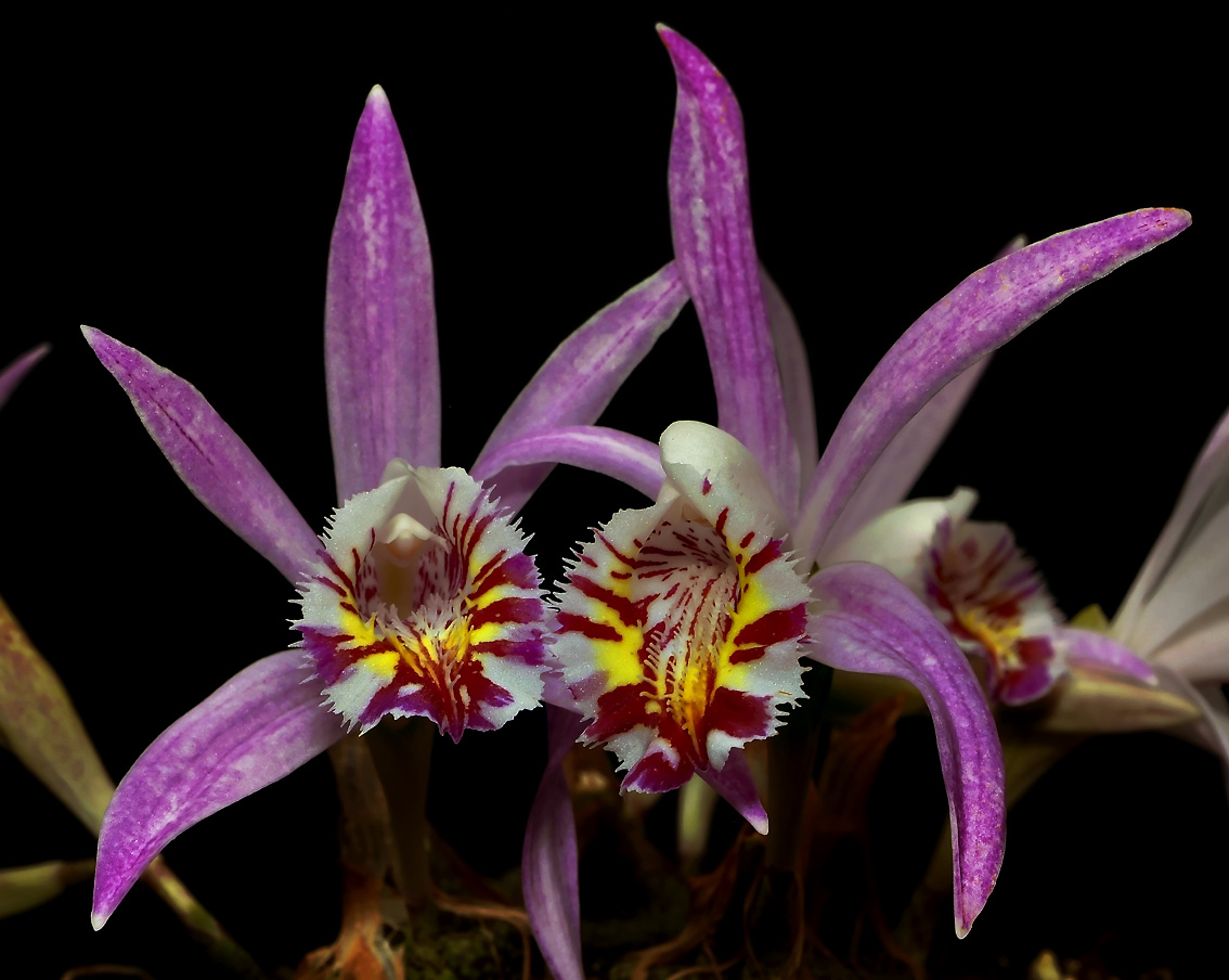 Pleione x lagenaria, natural hybrid