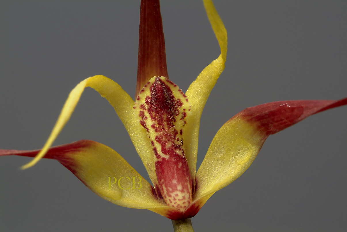 Maxillaria lepidota