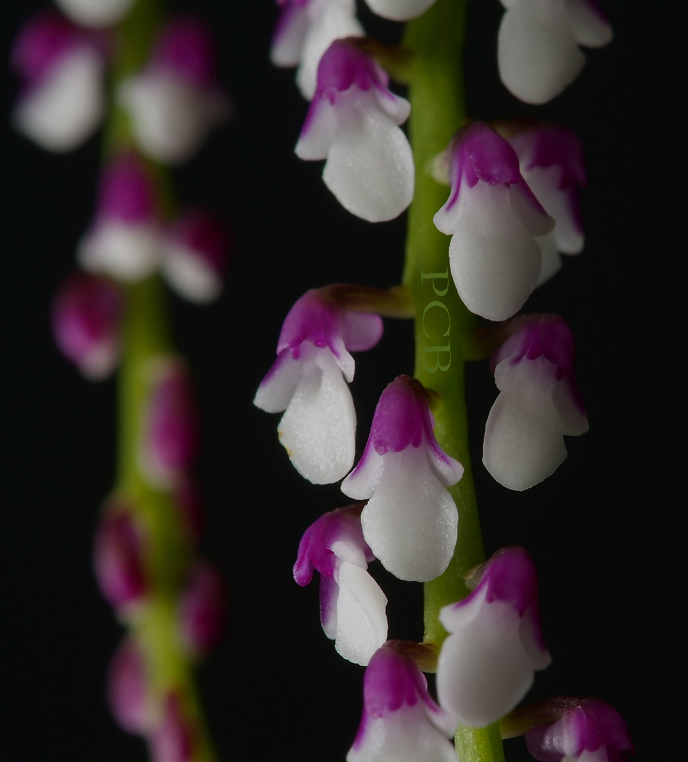 Schoenorchis gemmata, close, flowers 4 mm