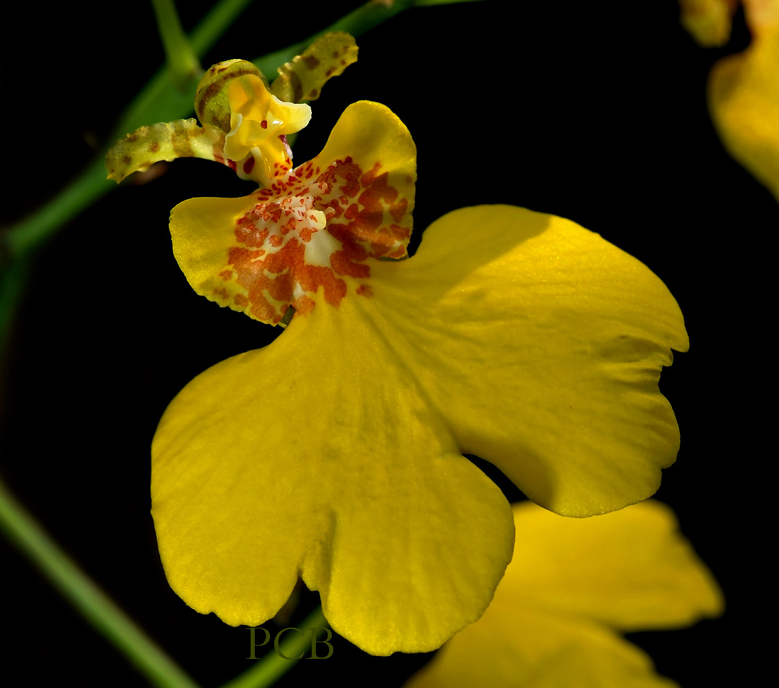 Oncidium varicosum, flower 3 cm