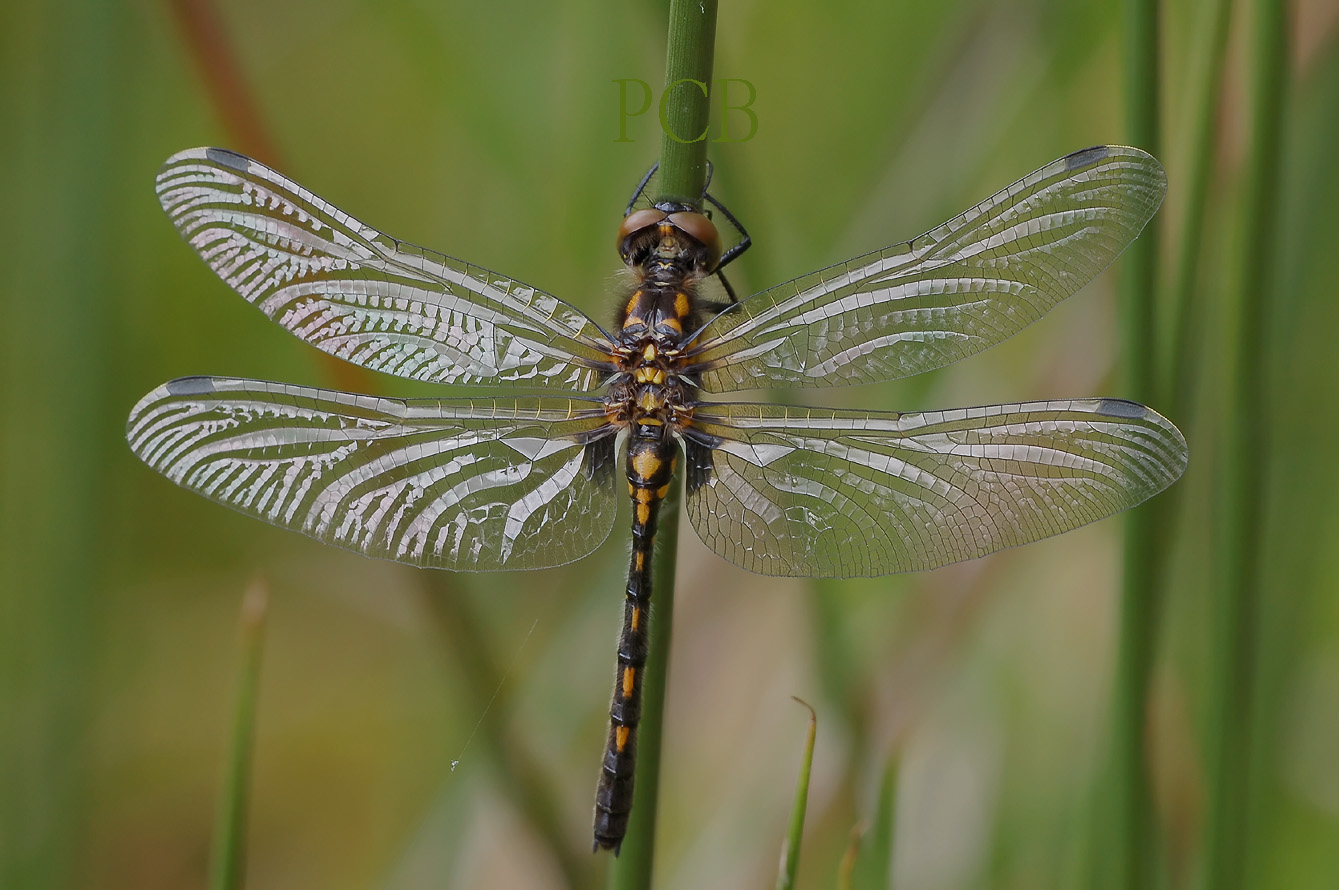 Venwitsnuit vrouw met nog verse vleugels, Leucorrhinia dubia