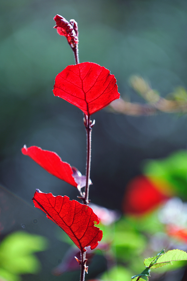 Copper Beech