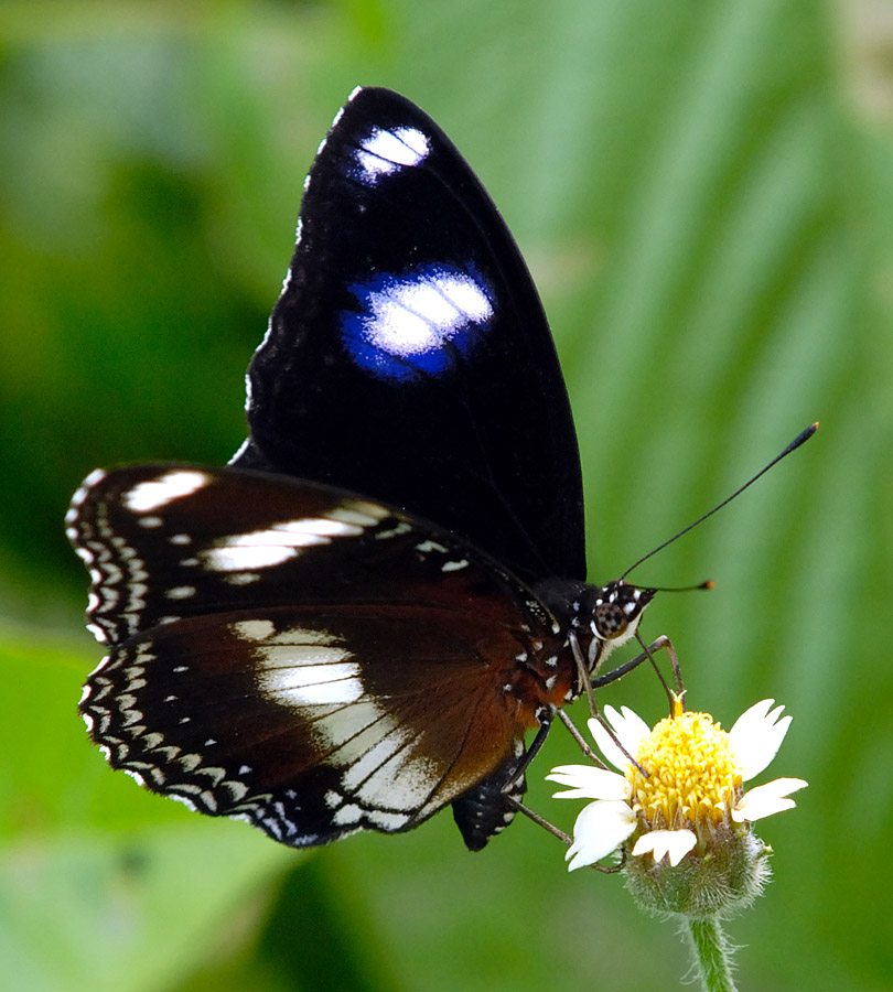 Great Egg-fly