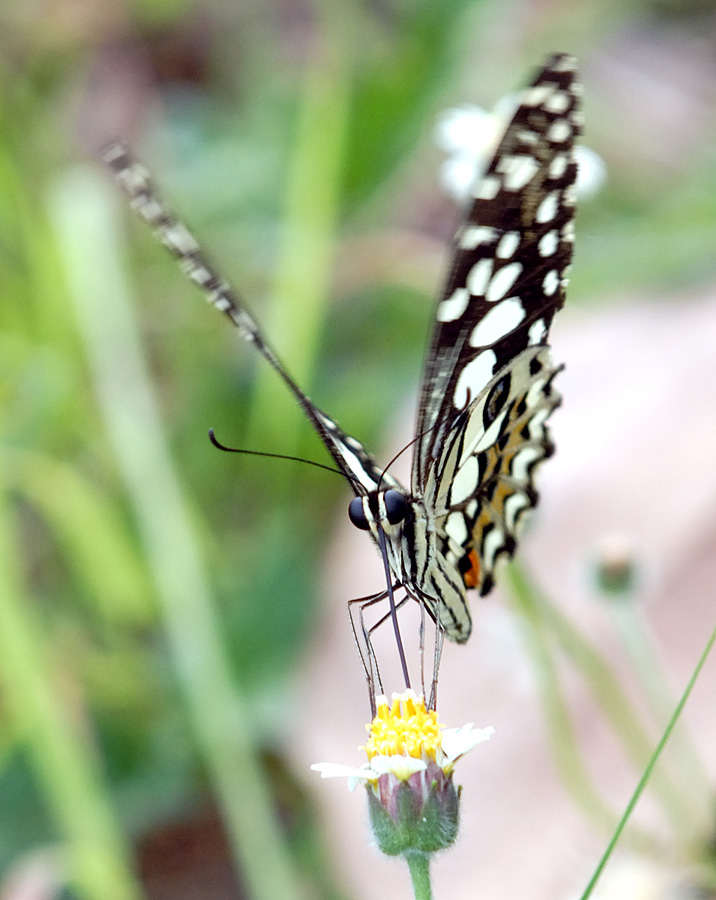 Chequered Swallowtail