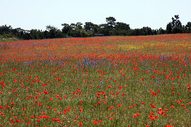Poppies.