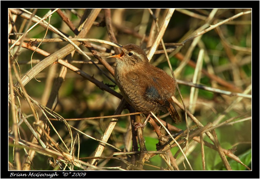 wren