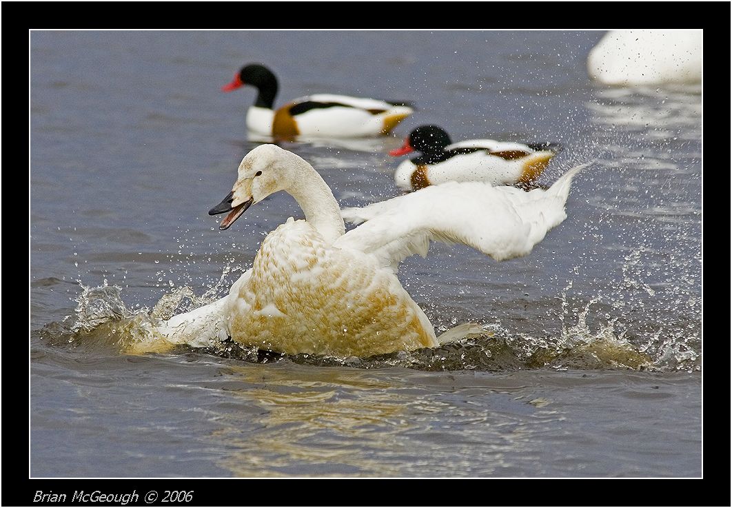 whooper swan