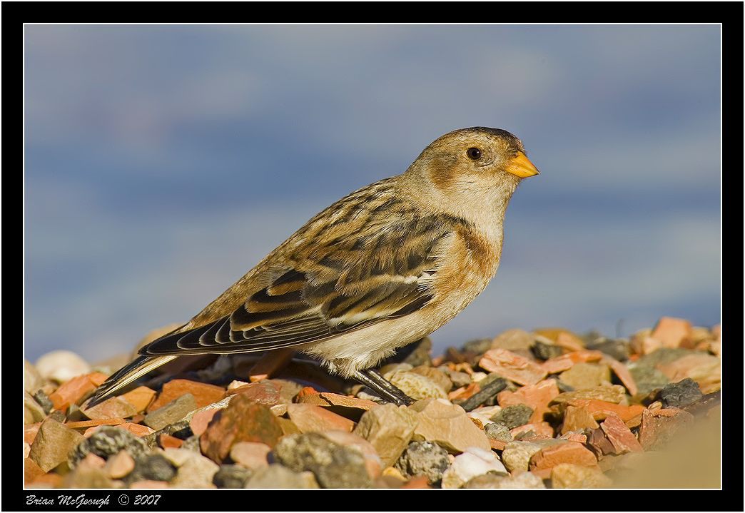 snow bunting 2.jpg