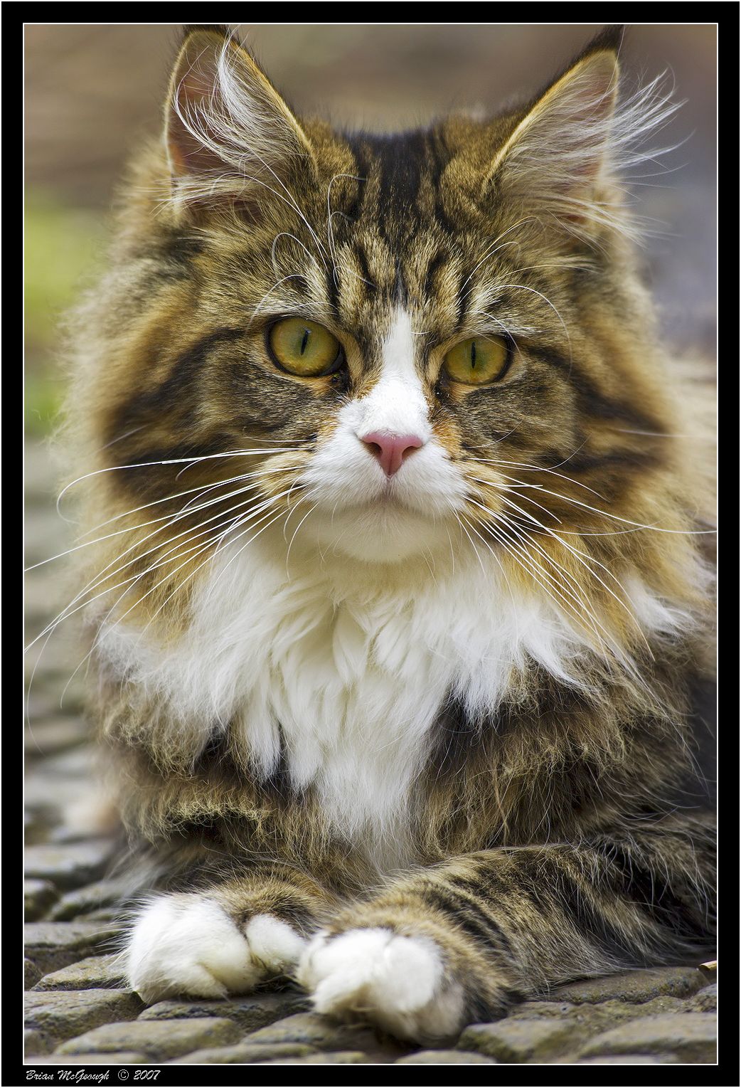 Maine coon