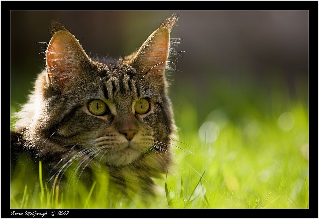 Maine coon