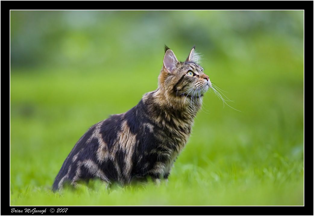 Maine coon.jpg