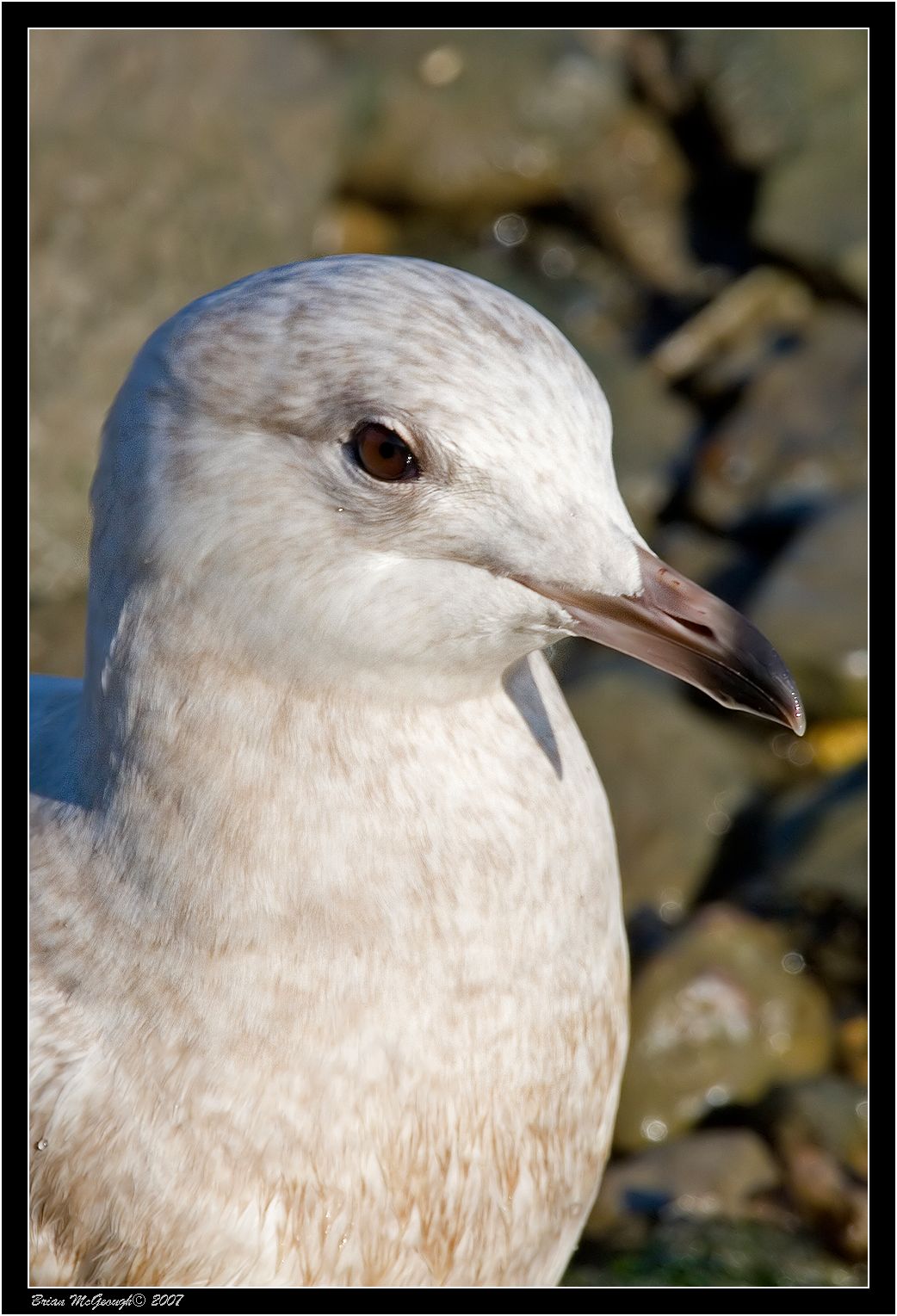 Iceland Gull