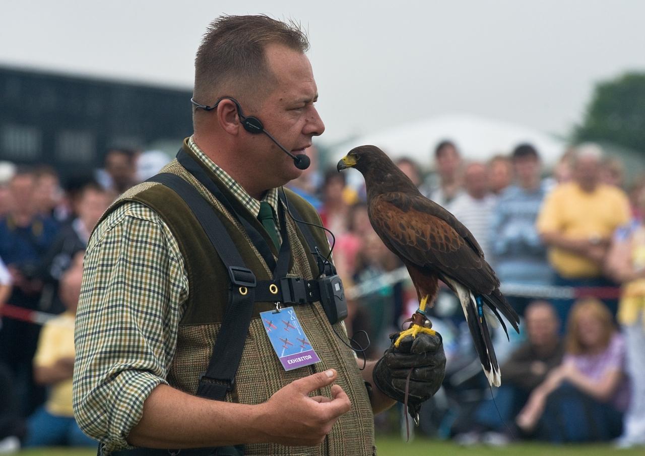 Falconry demonstration