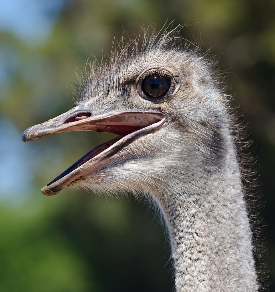Ostrich close up   A4  .jpg