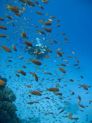 On the reef